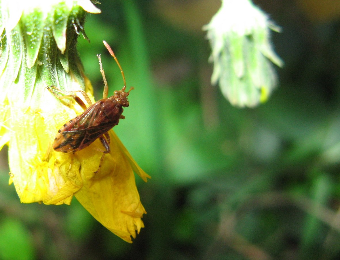 Heteroptera dei Colli Euganei